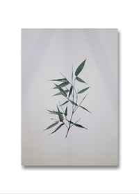 Gr&uuml;n, Kunst, Abstrakt, Aquarel, Bambus, Bambu