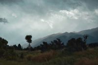 Raining Day, Palm, clouds, new zealnd, southland, fordland, grey