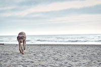 A dog runs along the beach