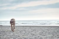 Ein Hund rent den Strand entlang